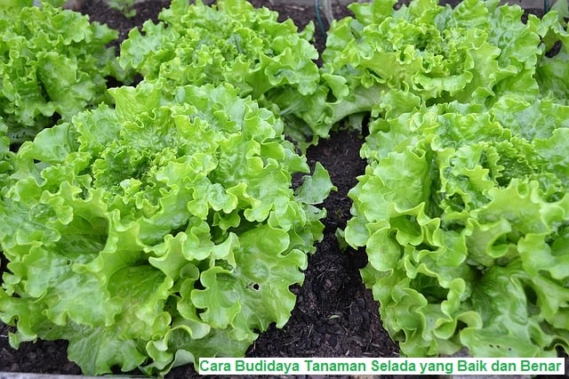foto nutrisi terbaik untuk tanaman selada