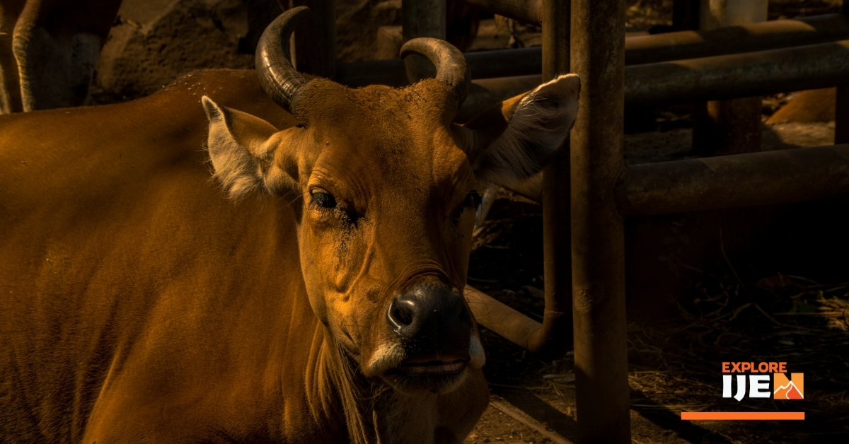 Banteng Jawa di Taman Nasional Baluran baluran, kandang banteng jawa di Banyuwangi