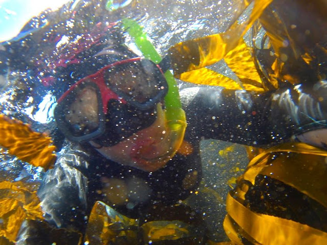 Snorkeller in kelp