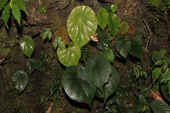 Begonia cavaleriei H.Lév.,