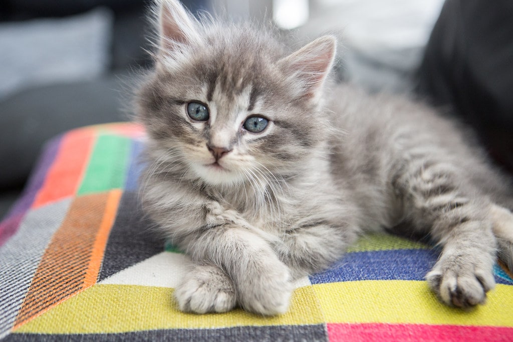 Chaton 3 mois Un guide complet