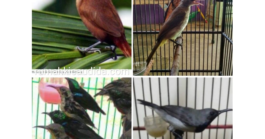 Daftar Harga Burung Kicau Murah Yang Harganya Akan Terus Naik