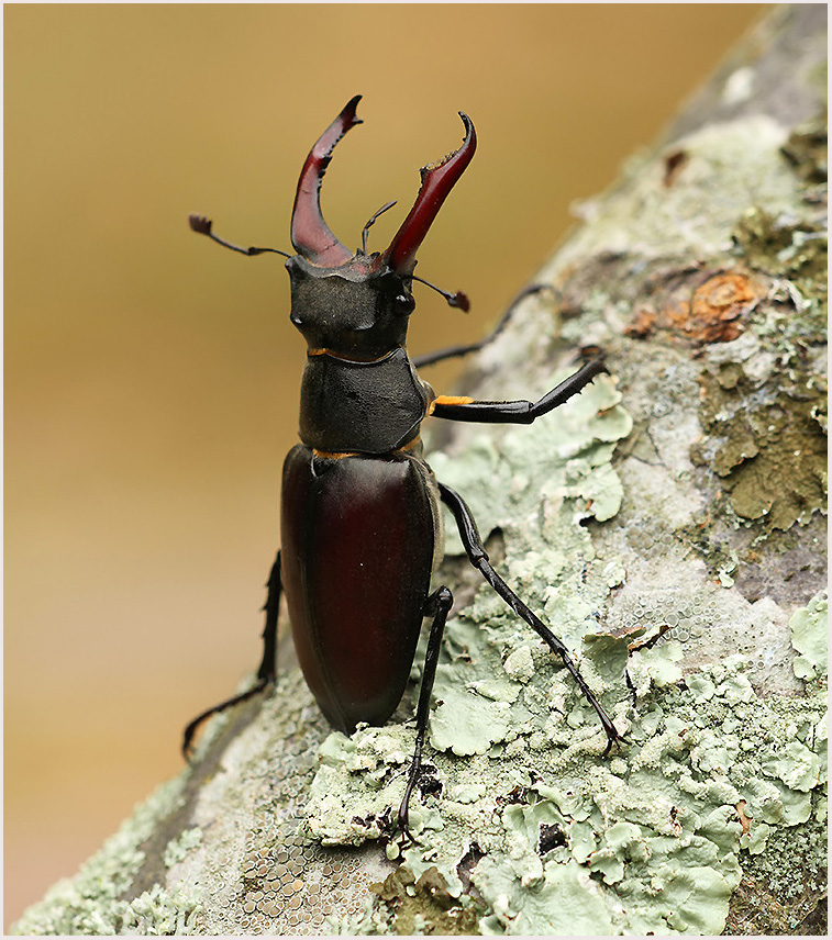 Kent Dragonflies: Male Stag Beetle