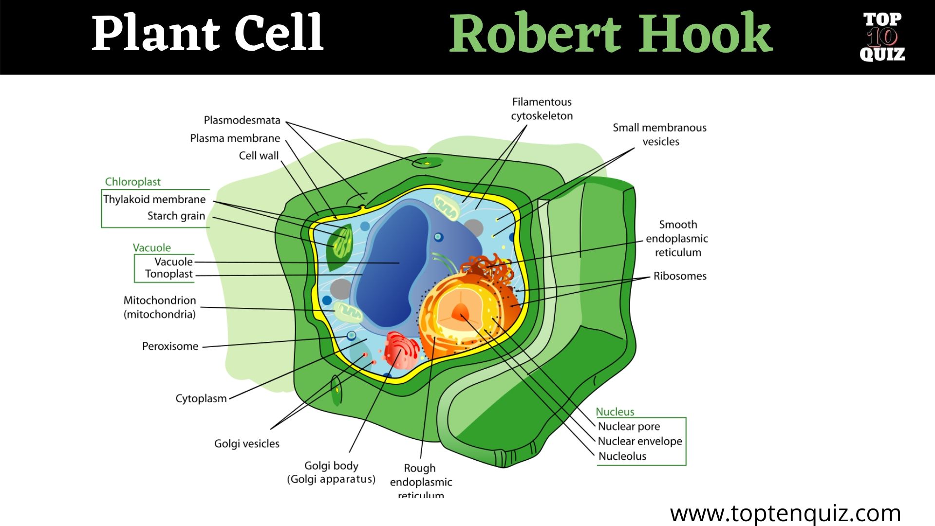 В клетках водорослей содержится. Клетка водоросли. Клетка водоросли состоит. Клетка ламинарии. Plant Cell structure.