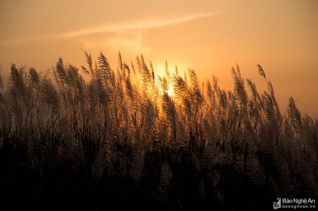 Choáng ngợp với vẻ đẹp 'tinh khiết' của đồng cỏ lau bên bãi bồi sông Lam - Nghệ An