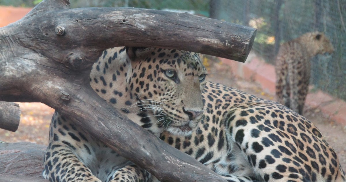 know about kannada and Karnataka: Wild animal names in English and