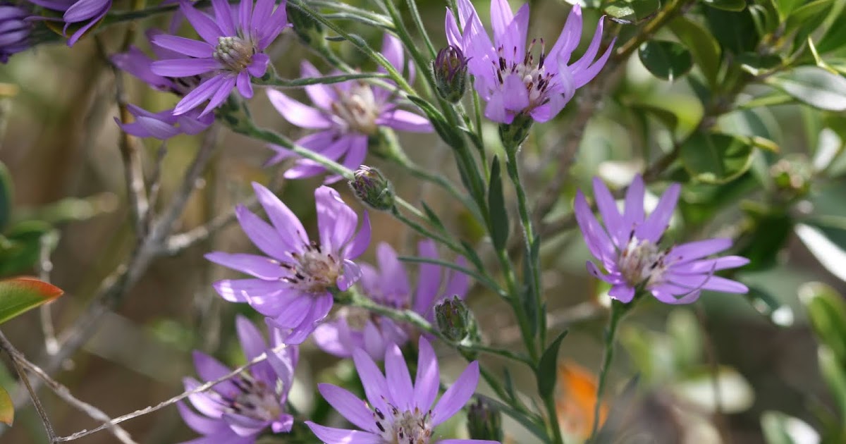 Native Florida Wildflowers Western Silver/Silky Aster Symphyotrichum