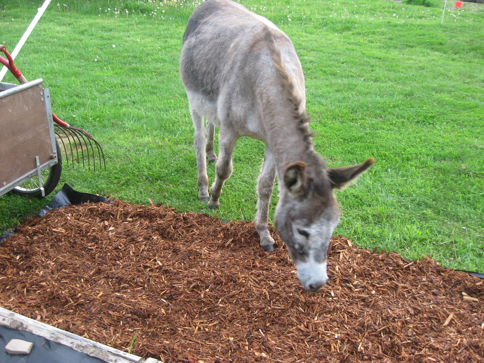 The Dancing Donkey War Of The Weeds