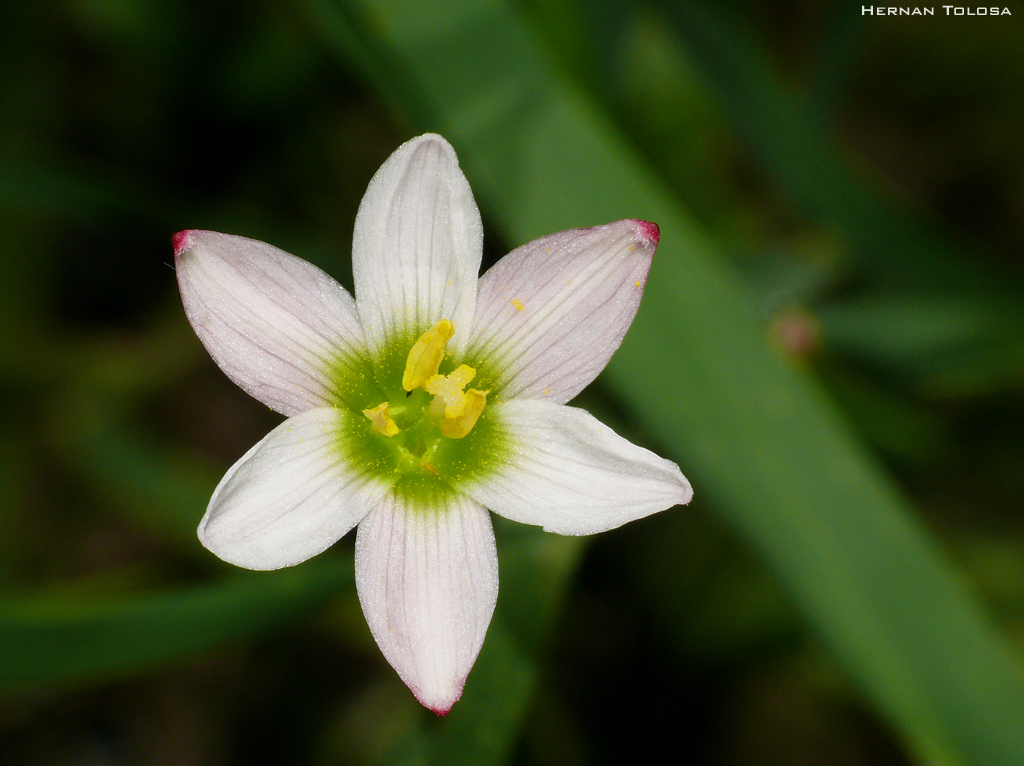 Flora Bonaerense: Azucena del río (Zephyranthes candida)