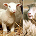 A 20 años del nacimiento de la oveja Dolly, todavía se están desvelando sus secretos