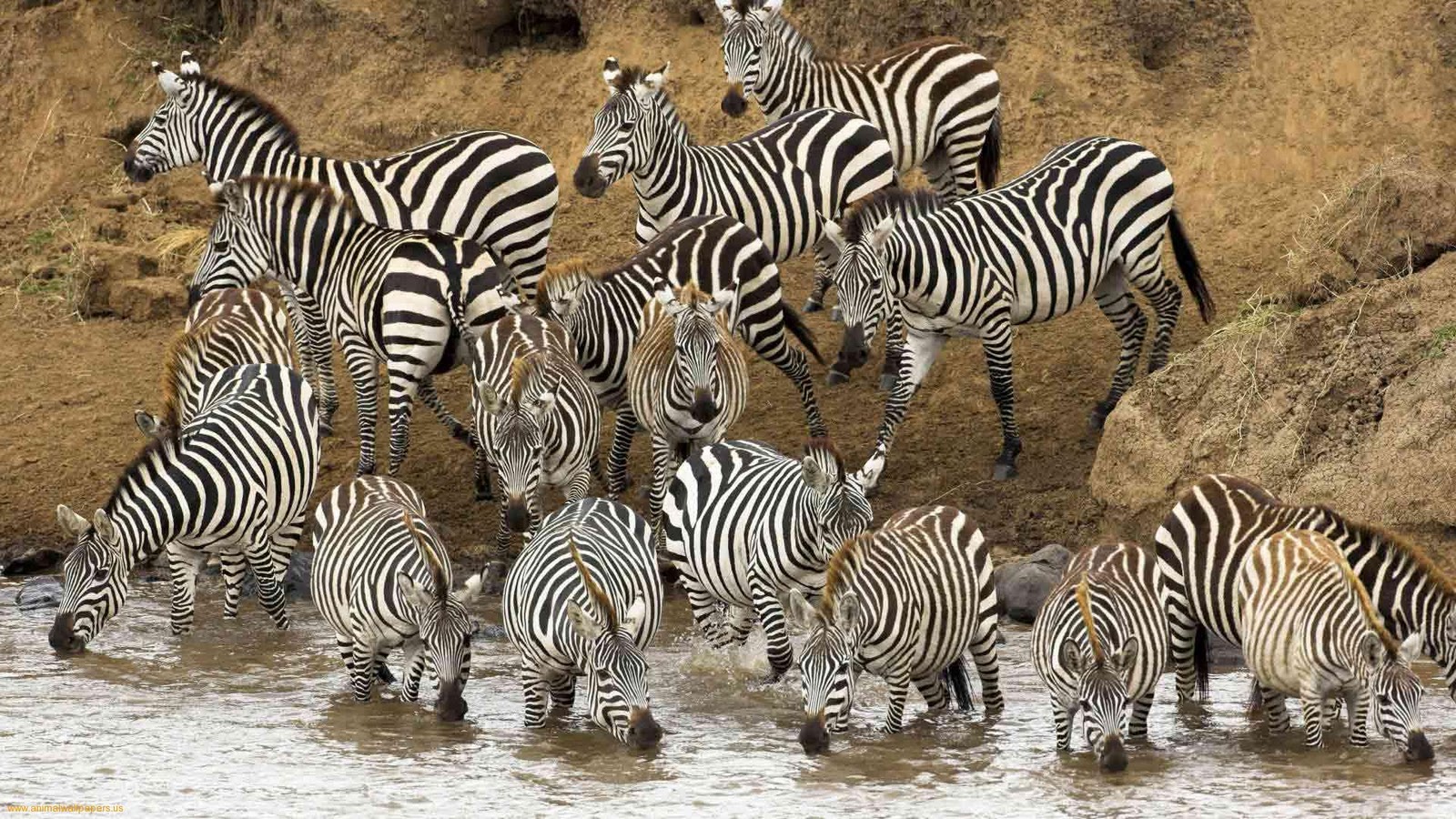 Wild animal hd wallpaper, wallpaper pc - automotive lux