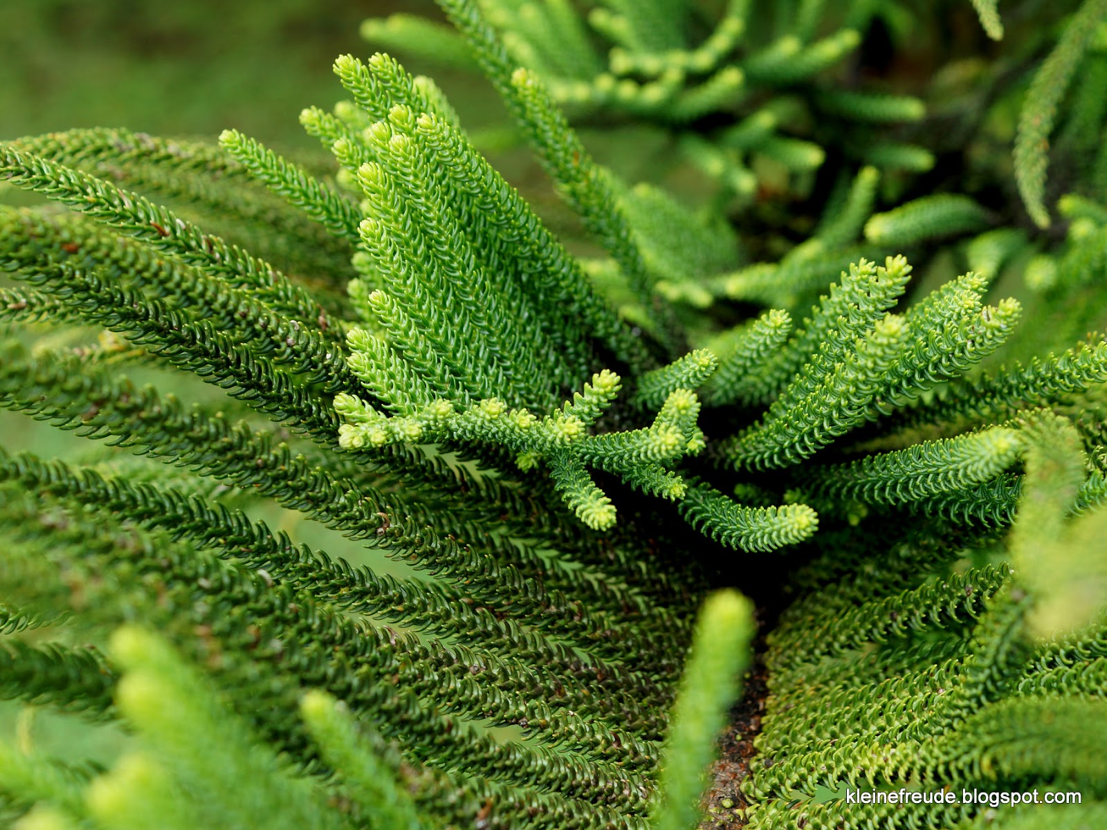 kleine freude Minha querida Madeira / 1