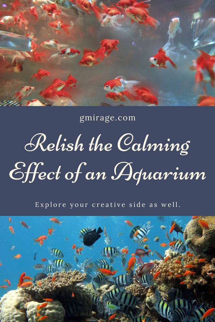 Relish the Calming Effect of an Aquarium