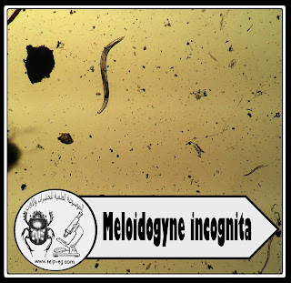 Meloidogyne incognita نيماتودا تعقد الجذور