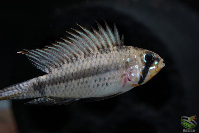 F1 Apistogramma sp. breitbinden / Sao Gabriel