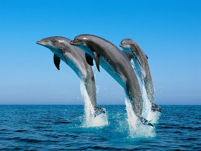 Дельфины - посланники инопланетного разума