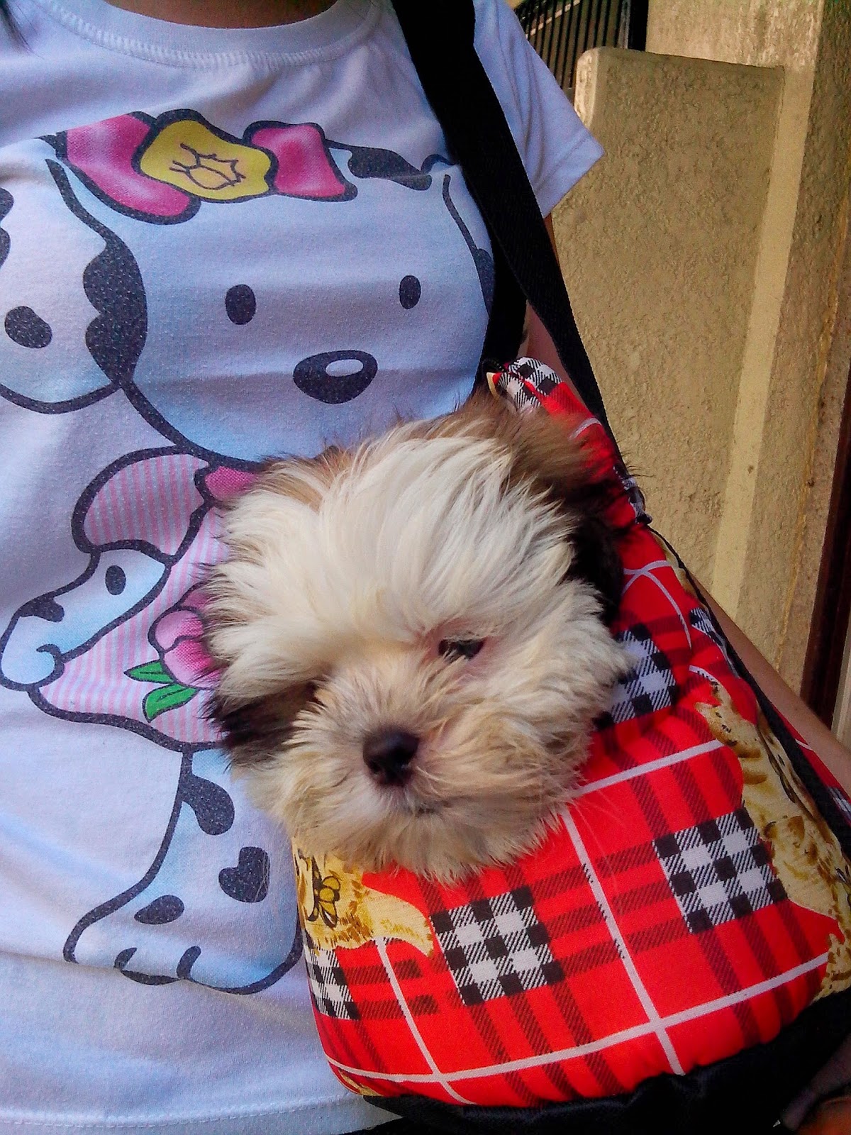 SHIH TZU KINDS OF COUGH DOG