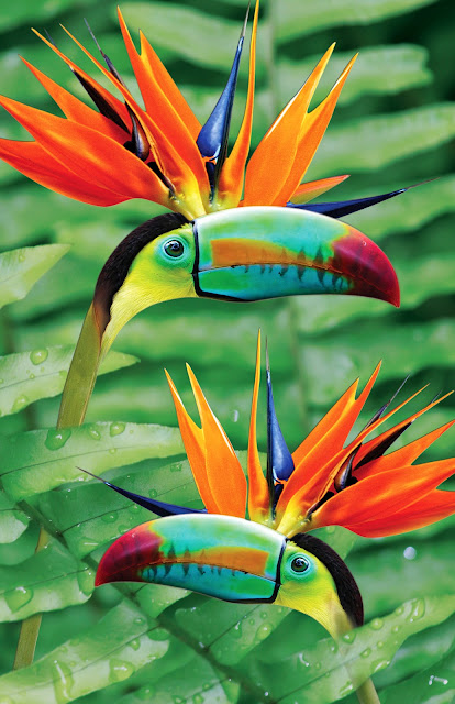 Birds of Paradise Animal Plant Hybrid Photo Photoshop Colorful Bird Jungle Rainforest