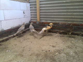 Galeri Foto Yellow Pheasant Terbaru 4 Foto Yellow Pheasant Terbaru Jual Ayam Hias Ayam%2BYellow%2BPheasent%2BDewasa%2B%25283%2529%2B %2BCopy Foto Yellow Pheasant Terbaru Jual Ayam Hias HP : 08564 77 23 888 | BERKUALITAS DAN TERPERCAYA Foto Yellow Pheasant Terbaru Galeri Foto Yellow Pheasant Terbaru