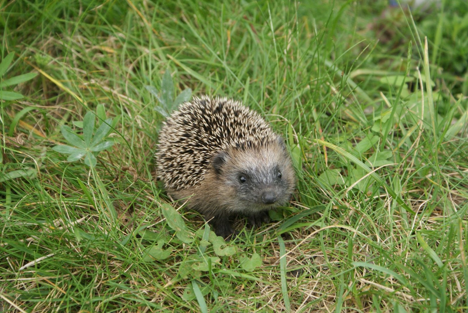 grün um die Ohren grün im Garten Hallo! sagt Igel