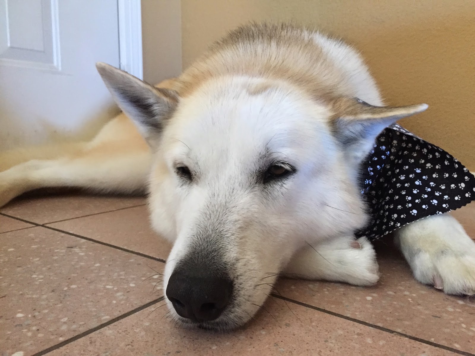 Adventures of the Girls and their Little Brother Freshly Bathed Dog