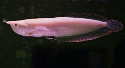 ikan arwana super red termahal
