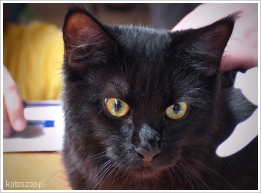 kotka hodowla maine coon