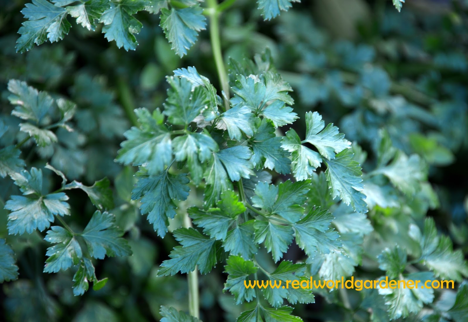 Real World Gardener Parsley, Custard Apples and Festival Stars.