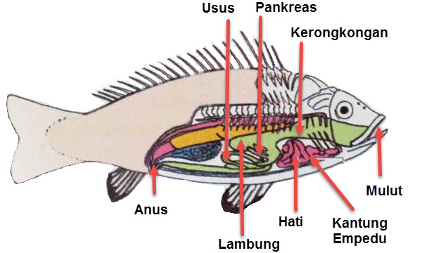 Saluran Pencernaan Pada Ikan Lalaukan