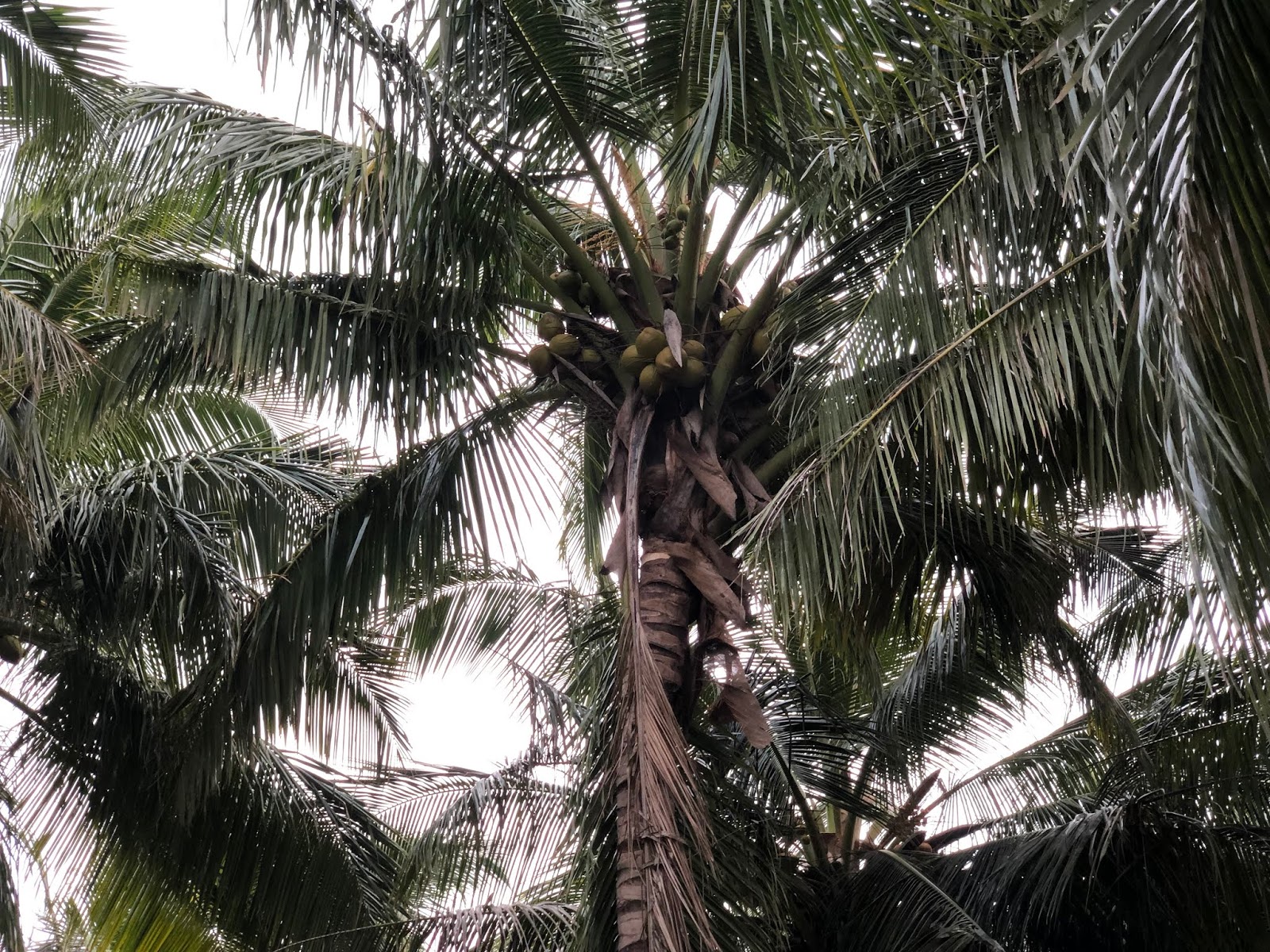 AGRI LANDS COCONUT FARM FOR SALE AT NAGERCOIL KANYAKUMARI DIST.