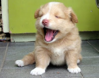 FIA LIFA ALIFIYAH'S BLOG :) :D: DOG