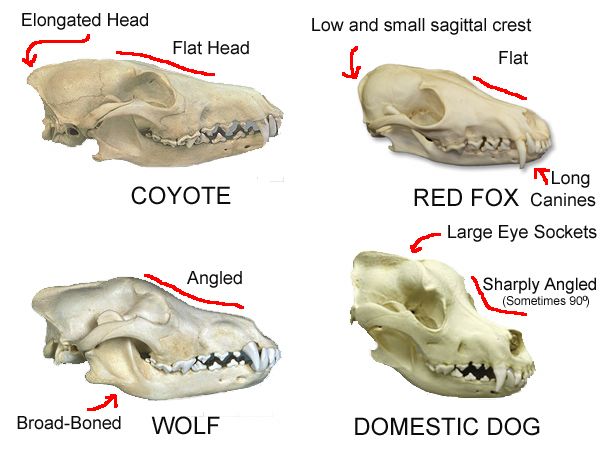 Animal Skull Identification Chart