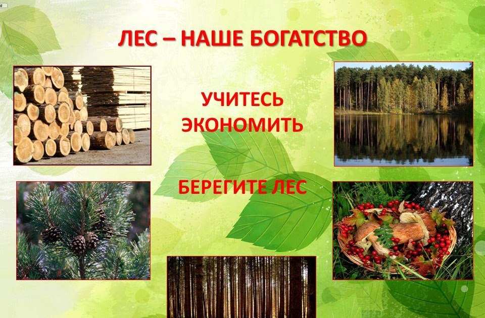 Какой лес фото - DelaDom.ru