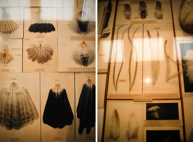 Cabinet of Curiosities Natural History Museum London