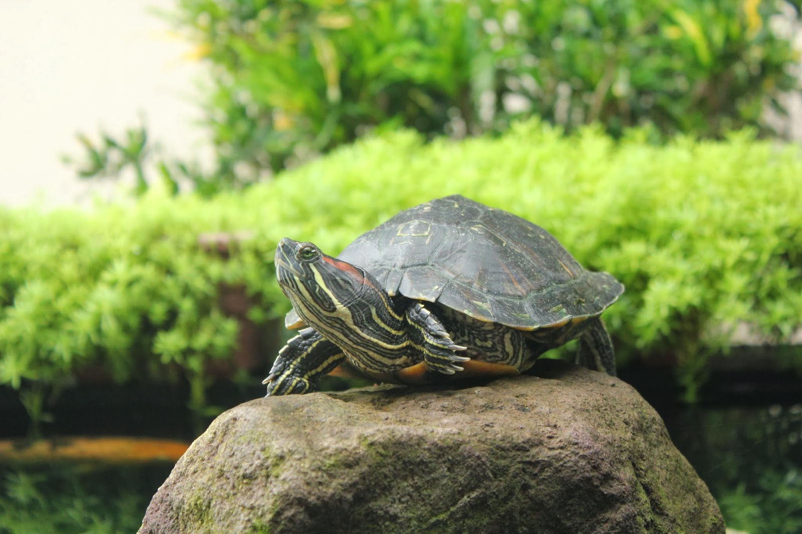 Pikiran BerCabang dan Berranting: Contoh Foto Dof Sempit dgn ISO 800