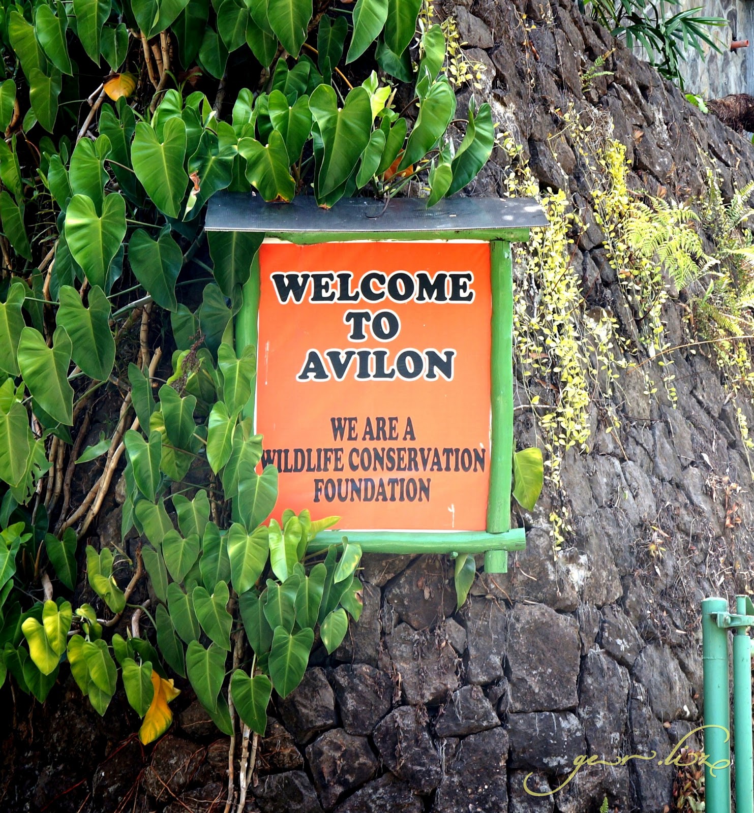 Avilon Zoo Day Tour With My Nephews Trips By Liz