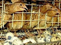 Jenis - Jenis Unggas Petelur Yang Dapat Dijadikan Bisnis - Mengenal