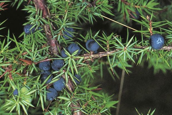 Kako Liječiti: KLEKA (Juniperus communis) Fam. Cupressaceae