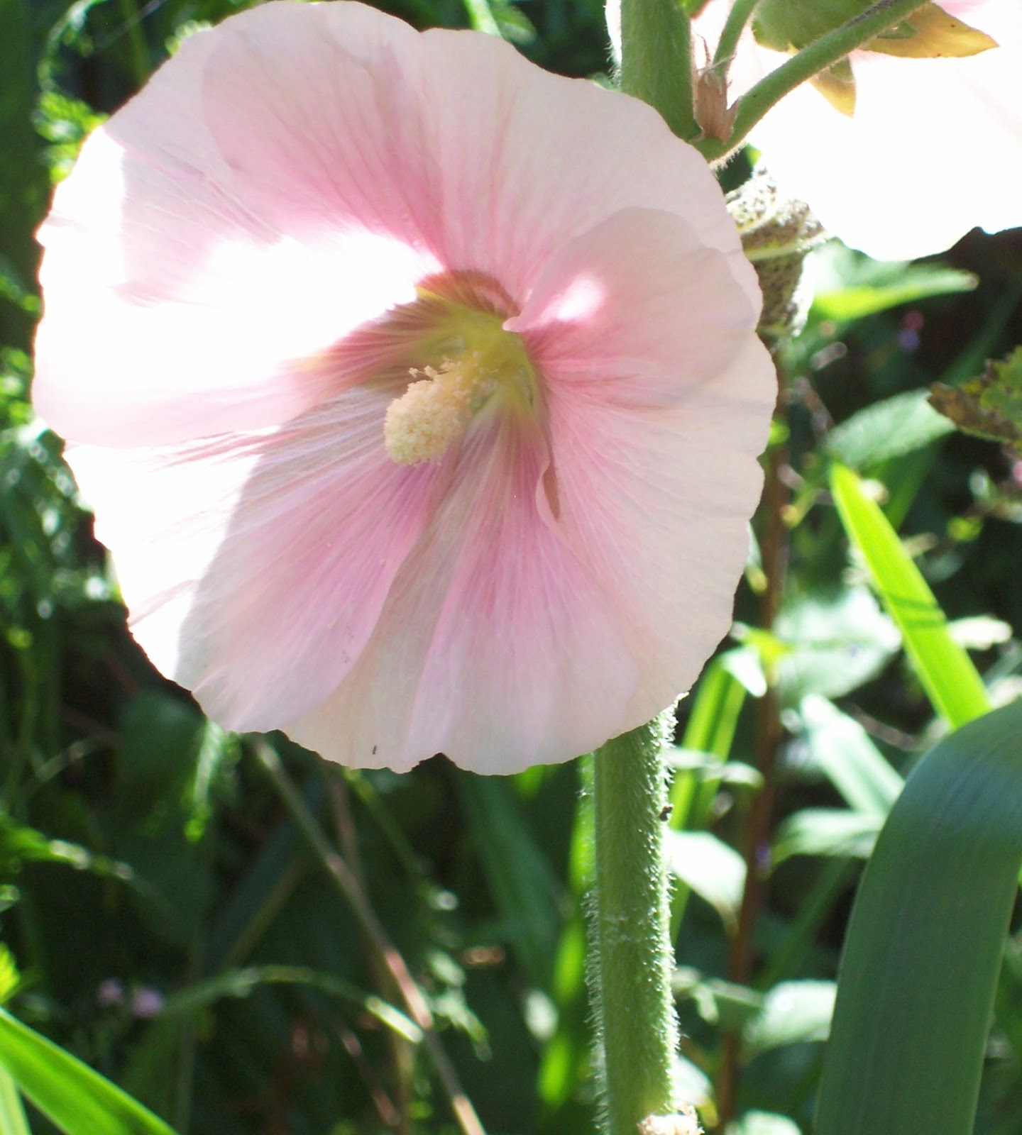 Flower Homes Hollyhock Flowers