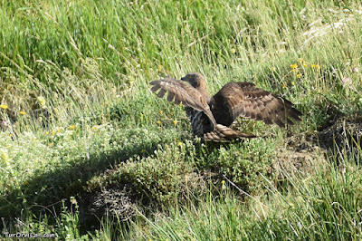 Aligot vesper (Pernis apivorus)