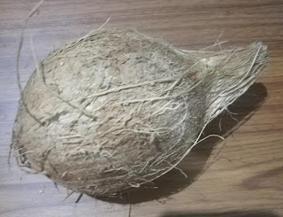 Fresh Coconut From Mysore