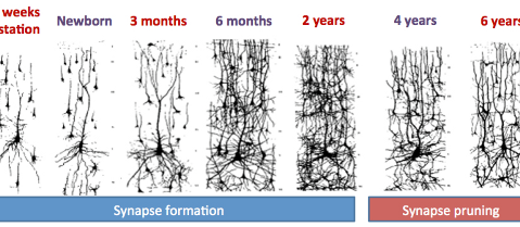 brain early synaptic family child play dynamics implications dysfunction mental health