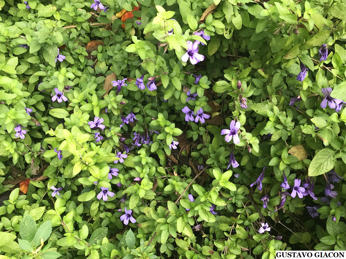 Viveiro Ciprest - Plantas Nativas e Exóticas: Ruélia Roxa ou Flor de Bode (  Dyschoriste thunbergiiflora )