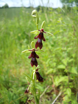 Fly Orchid