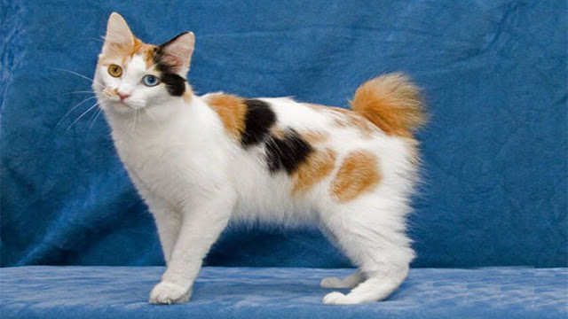 japanese bobtail, japanese bobtail names, bobtail cat japanese