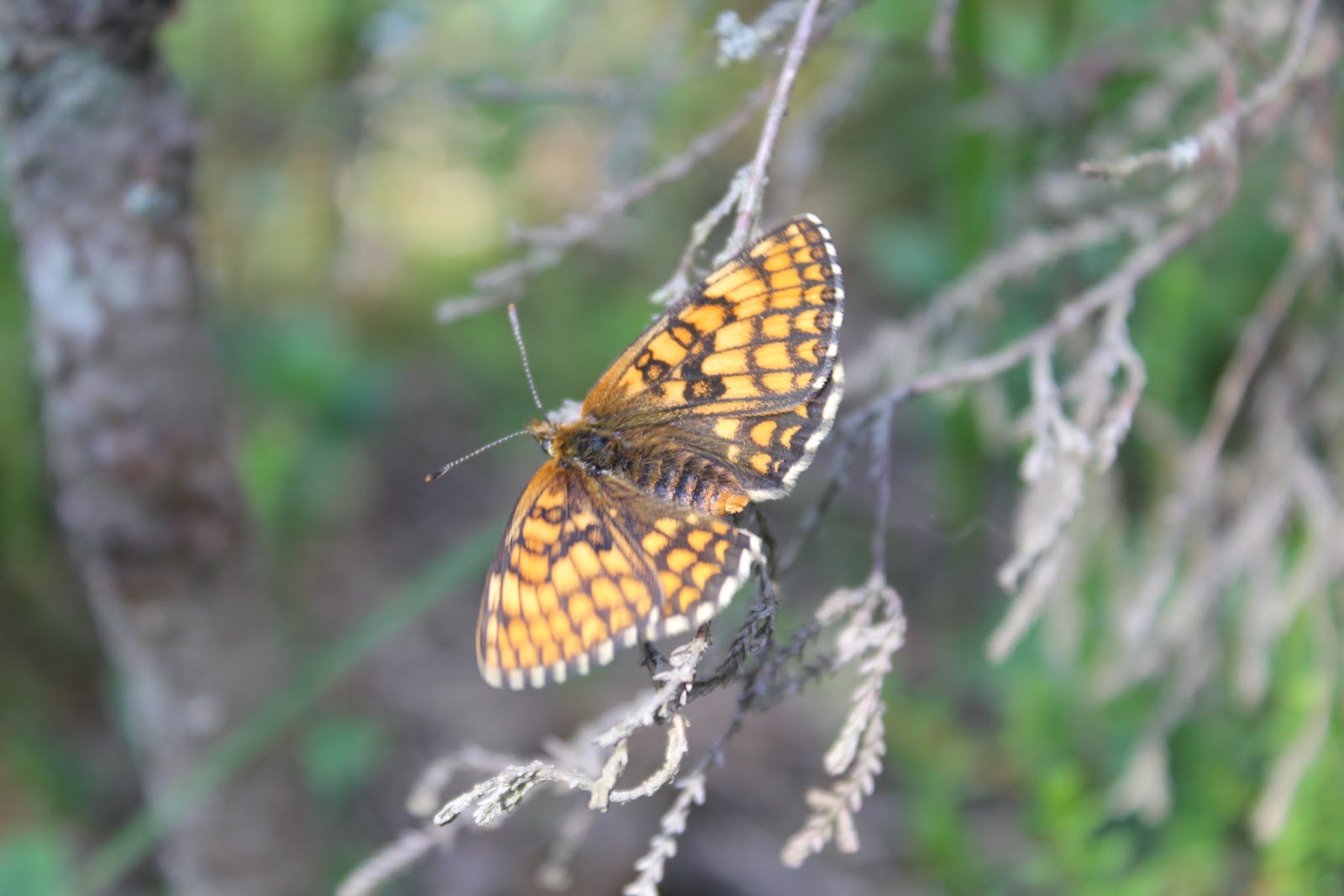 A Tapestry of Trifles Butterfly, flutterby!
