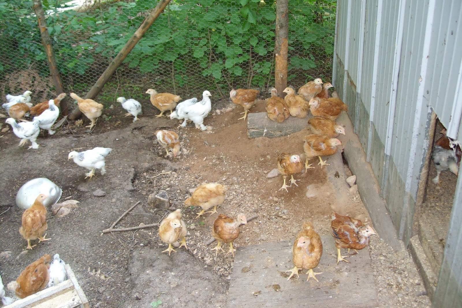 Forest House Farm Chicken Choices