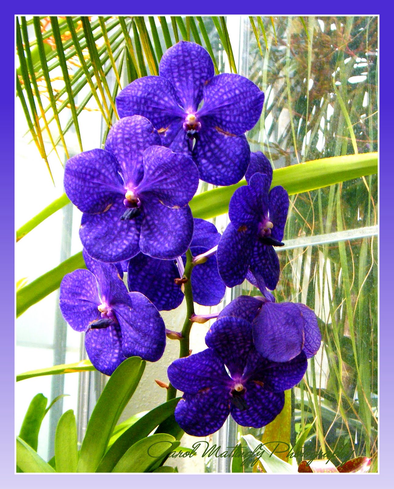 Carol Mattingly Photography Vanda Sansai Blue Orchid!