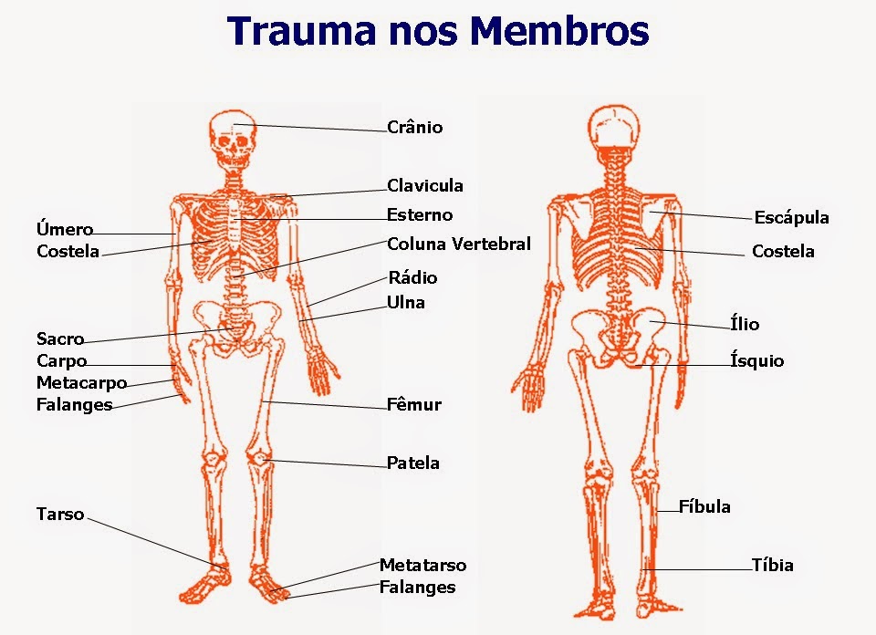 Enfermagem UNICSUL 2015 Traumas nos Membros Crânio Úmero Costela Sacro Carpo Enfermagem UNICSUL 2015 Traumas nos Membros Crânio Úmero Costela Sacro Carpo