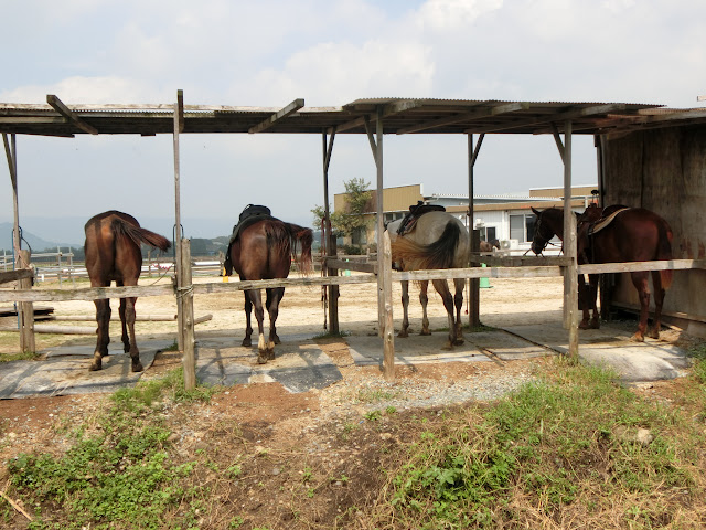 Y S Loves Life Day 2c 阿蘇うま牧場 騎馬體驗